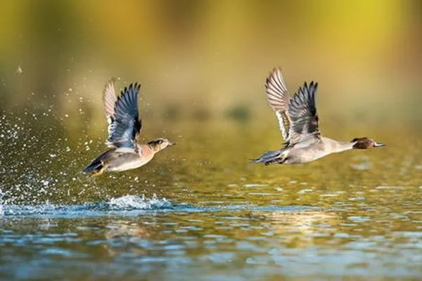 45种野生动物年底前停止养殖,有哪种动物你觉得不应限制养殖?