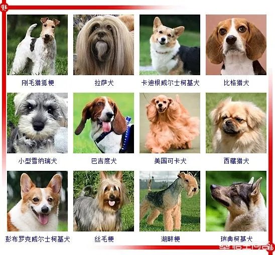 现存的狗狗有450多种，常见的有哪些呢？