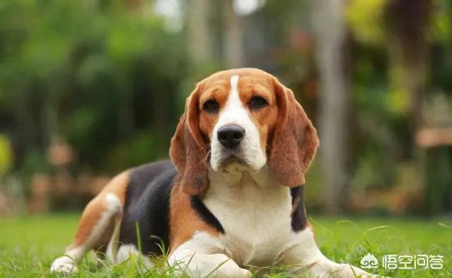 现存的狗狗有450多种，常见的有哪些呢？