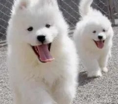 宠物博主让狗当大胃王，该名主播做了什么伤害狗狗的行为？