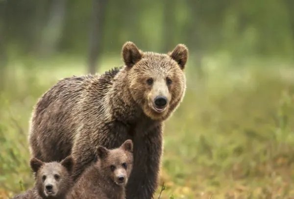 游客讲述上海野生动物园惊险经历，当时到底发生了什么？
