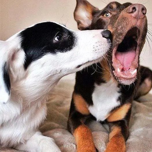 你为什么会养狗？