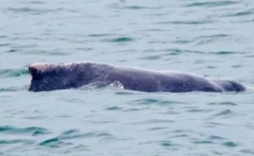 新加坡现粉色海豚,这是一种什么类别的海豚?