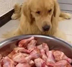 宠物博主让狗当大胃王，该名主播做了什么伤害狗狗的行为？