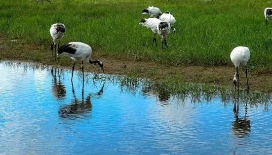 为什么湿地被称为“地球之肾？