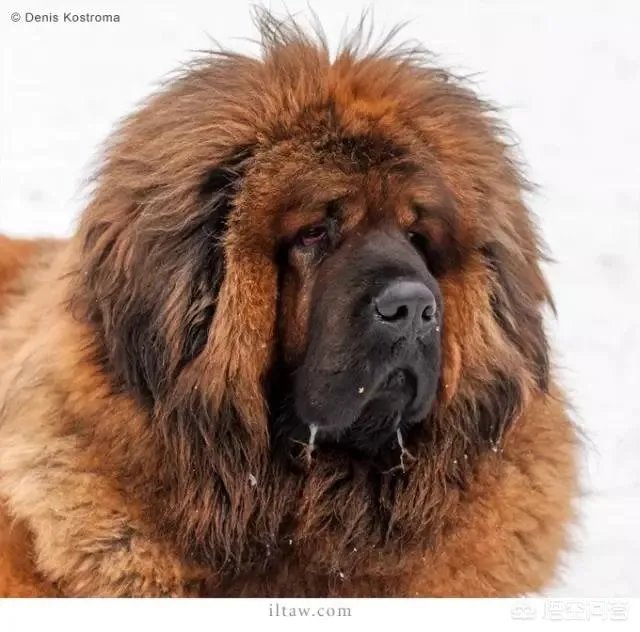 一獒战三虎，藏獒真的敢和森林之王老虎打架吗？