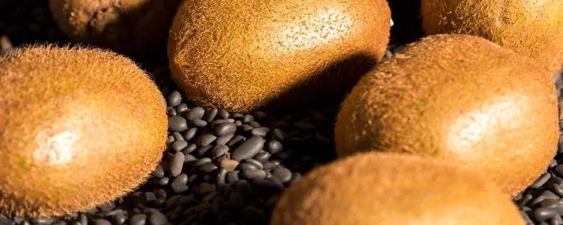 徐香猕猴桃和普通猕猴桃有什么区别