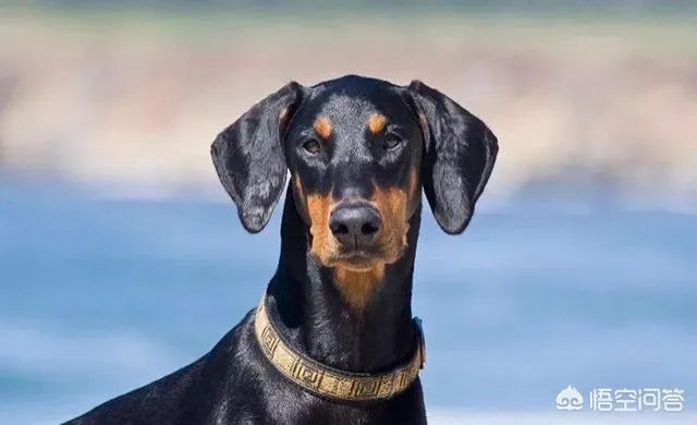 现存的狗狗有450多种，常见的有哪些呢？