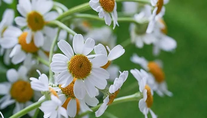 玛格丽特花怎么修剪 玛格丽特花的修剪方法