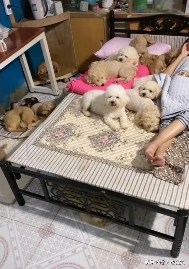 有女人说狗是她的伴侣，狗比人忠诚，比养熊孩子好，你怎么看？