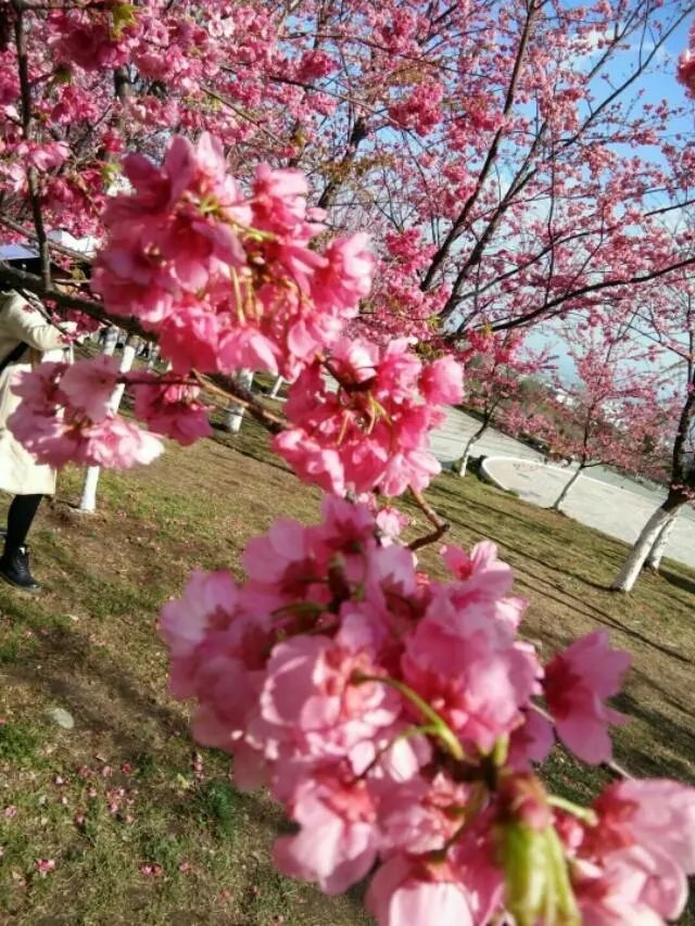 大理大学的樱花真的很多吗？好看吗？
