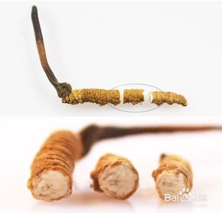 冬虫夏草价格表