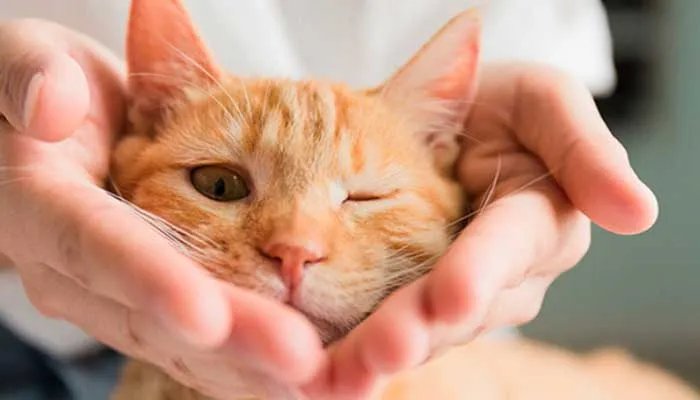 吸猫到底是什么意思 吸猫的意思