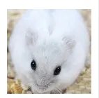 仓鼠品种简介和图片