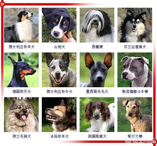 现存的狗狗有450多种，常见的有哪些呢？