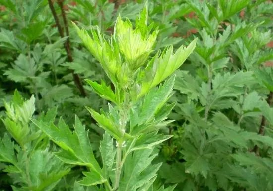 野生艾叶图片