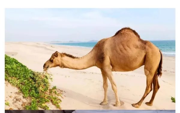 骆驼铁丝缠脚被解救长鸣感谢,是否说明了动物也通人性?