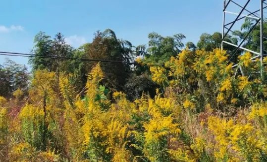 武汉全面围剿“加拿大一枝黄花”，它为什么这么难控制？