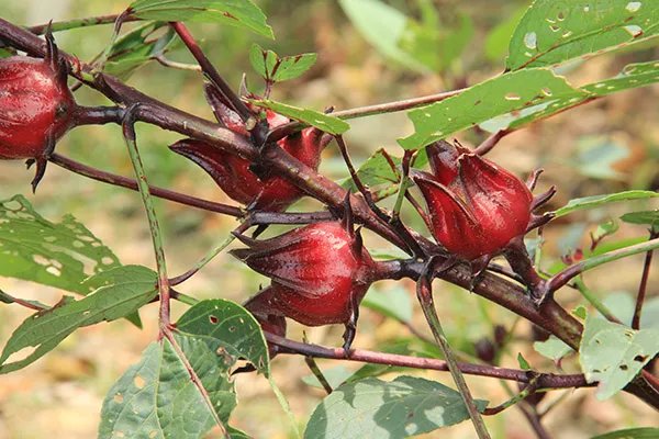 玫瑰茄的功效与作用