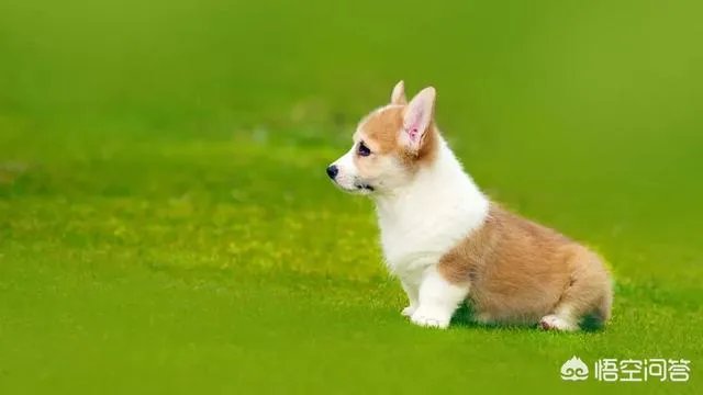 现存的狗狗有450多种，常见的有哪些呢？