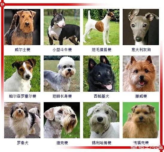 现存的狗狗有450多种，常见的有哪些呢？