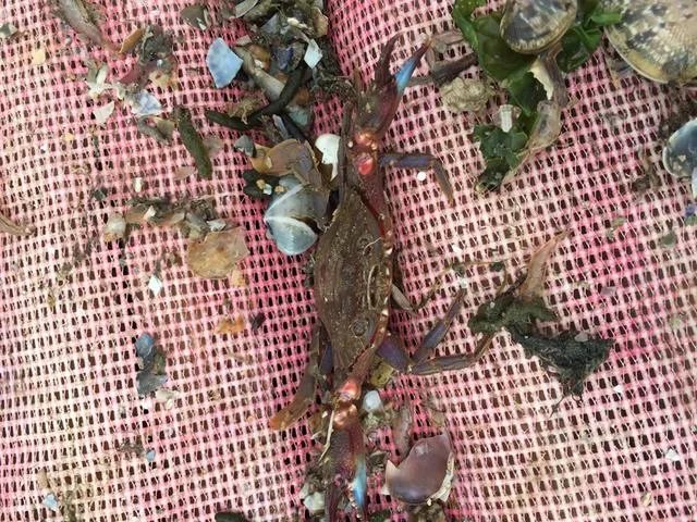 葫芦岛的东戴河和北戴河有啥关系吗？