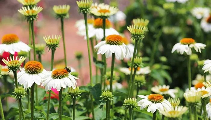 玛格丽特花怎么修剪 玛格丽特花的修剪方法