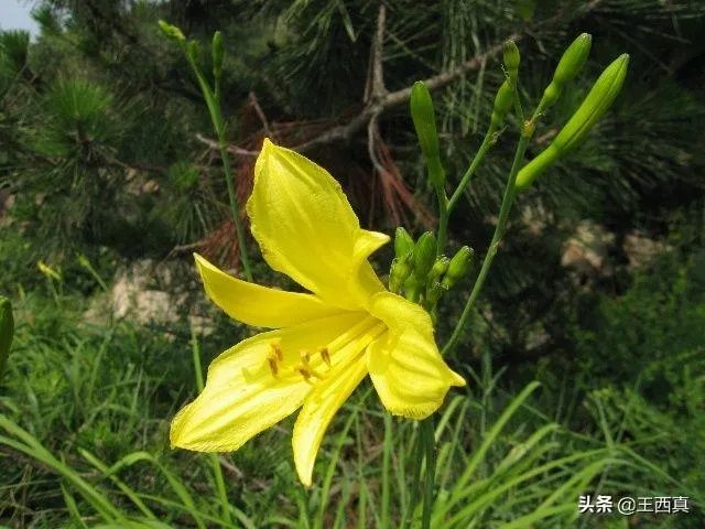 罗大佑野百合也有春天要表达的是什么意思？