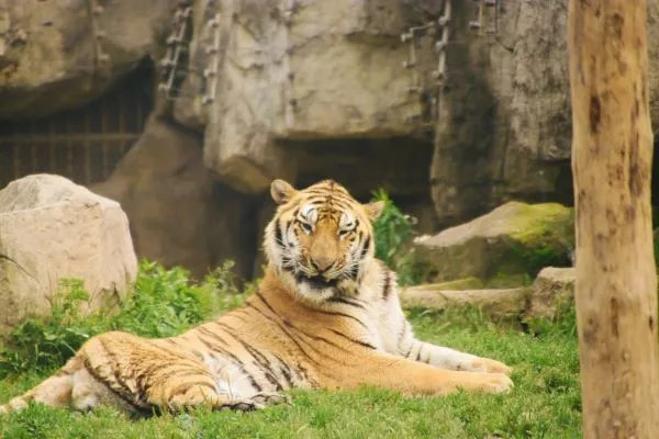 90后属相表年龄对照表 90后十二属相年龄表