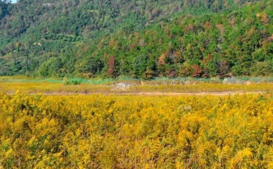 武汉全面围剿“加拿大一枝黄花”，它为什么这么难控制？