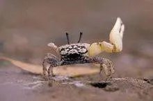 涨潮蟹是什么？