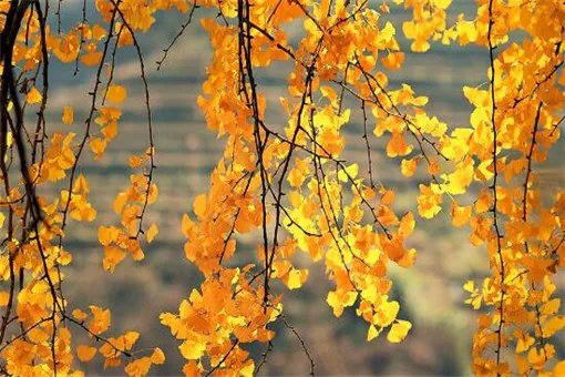 关于秋天的歌曲有哪些