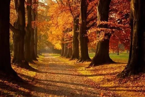 关于秋天的歌曲有哪些