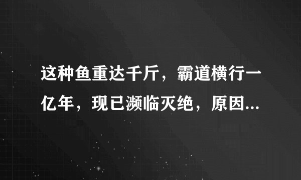 这种鱼重达千斤，霸道横行一亿年，现已濒临灭绝，原因让人无奈！