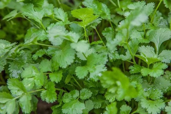 吡虫啉可以在家里用吗