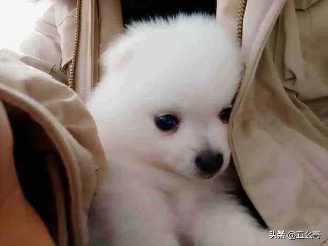 有女人说狗是她的伴侣，狗比人忠诚，比养熊孩子好，你怎么看？