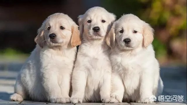 现存的狗狗有450多种，常见的有哪些呢？