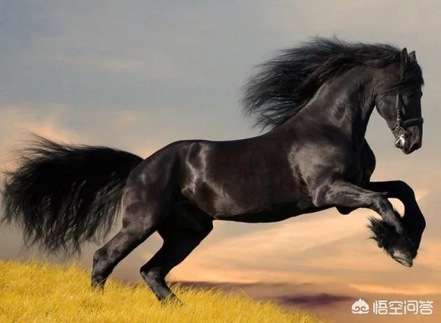 北宋骑兵弱，打不赢辽、金，那为什么不发展骑兵呢？