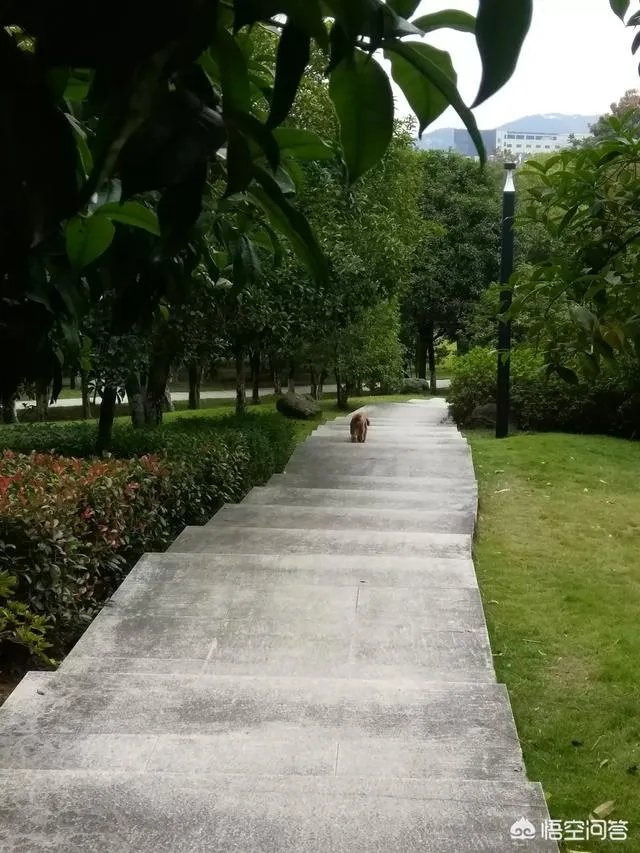 特朗普谎话连篇，为什么却总是指责媒体制造假新闻诋毁他呢？当总统之前就这样吗？