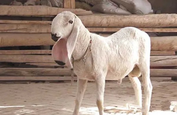 世界上四大最贵的羊