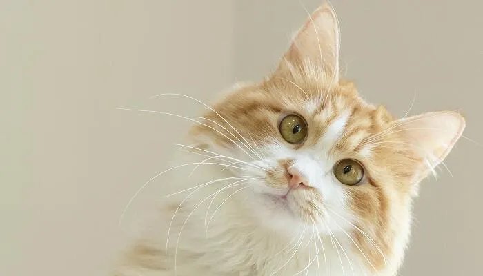 吸猫到底是什么意思 吸猫的意思