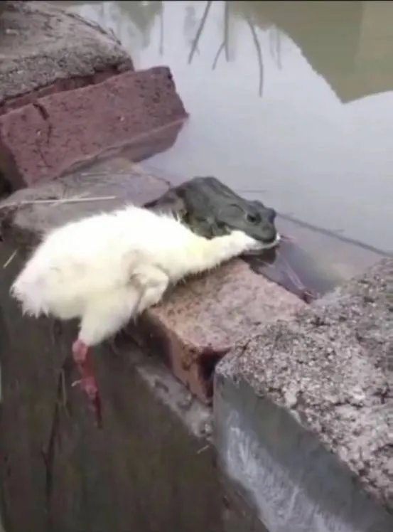 抖音癞蛤蟆想吃天鹅肉高清原图分享