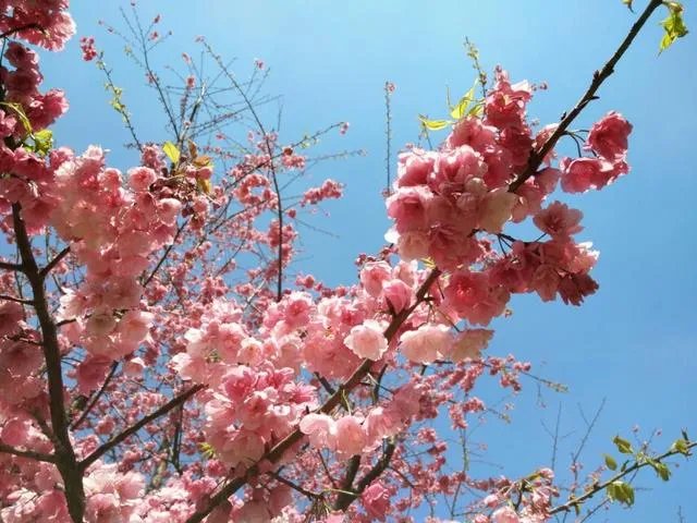 大理大学的樱花真的很多吗？好看吗？