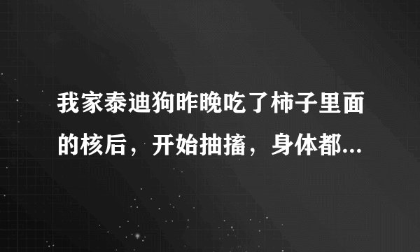 我家泰迪狗昨晚吃了柿子里面的核后，开始抽搐，身体都僵硬了，口吐白