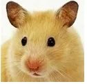 仓鼠品种简介和图片