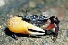 涨潮蟹是什么？