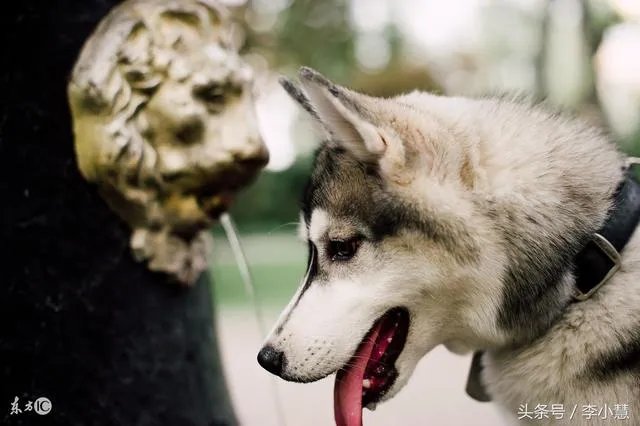 网友网购了一只哈士奇,结果打开一看是土狗,这货脑门儿上的“火”亮了,你怎么看?