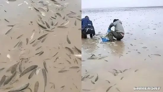 鄱阳湖上万斤搁浅鱼 20多人自费开车送鱼到赣江