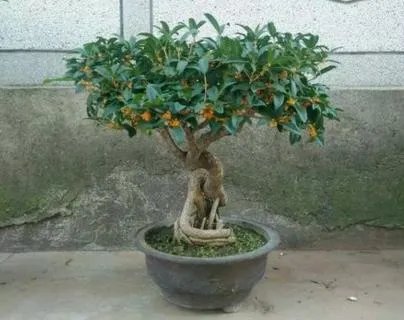 桂花现在移植好吗？