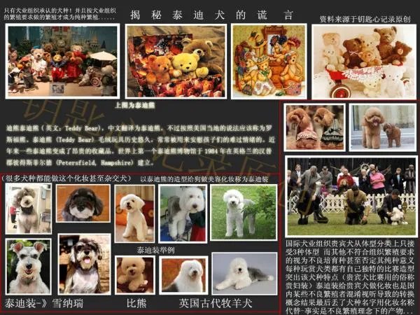 一直普通泰迪多少钱？